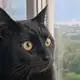 Аватар канала Котослав🐾