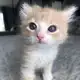 Аватар канала милые котики ^-^ коты