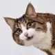 Аватар канала Rexiecat