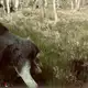Аватар канала Задница лося и не только