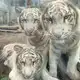 Аватар канала curlysheep