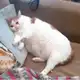 Аватар канала TikTok Collection💎