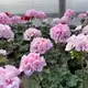 Аватар канала «Герань» Теплица, Цветы От производителя для дома.ruzanna.garden161