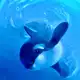 Аватар канала Подводный мир 🐬