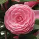Аватар канала Camelliia_decor