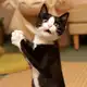 Аватар канала ОП, КОТИКИ 😻 Кошки | Коты | Котята