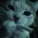 Аватар канала 𑁍°.Поместье Лорда｡･