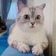 Аватар канала Кот Ириска