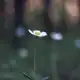 Аватар канала Лес из книг / Элина Стоянова