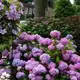 Аватар канала Фабрика клематисов и гортензий / my_flowers_ivanovo