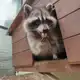 Аватар канала Енот Илюша