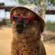 Аватар канала Russian_alpacas / Российские альпаки