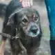 Аватар канала animal_nsk