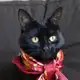 Аватар канала Сир Арчибальд 😻