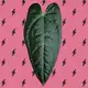 Аватар канала asya_plants