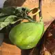 Аватар канала Les Figues