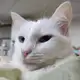 Аватар канала Обнимания с белым котом