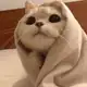 Аватар канала гороскопыч