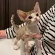 Аватар канала котята как смысл жизни