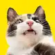 Аватар канала CAT POINT (тыгыдык онлайн🐾)