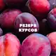 Аватар канала РЕЗЕРВ КУРСЫ 🔥