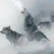 Аватар канала Ruf des Weißen Wolfes