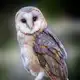 Аватар канала СОВЫ 🦉