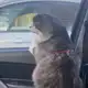 Аватар канала Бляшовник