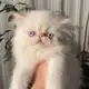 Аватар канала Коробка с котами