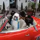 Аватар канала Who let the dogs out