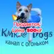 Аватар канала KMR@Dogs-смешные животные, кошки, собаки, обезьяны.