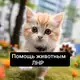 Аватар канала Огонёк Пушистый | Помощь животным ЛНР