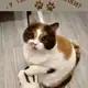 Аватар канала КотоФейная❤️ Кошачий позитив!