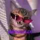 Аватар канала кошачий флекс