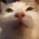 Аватар канала улунчик