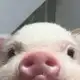 Аватар канала Свинские пикчи
