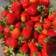 Аватар канала Ягода из Скородумовки🍓