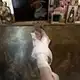 Аватар канала aliceparacetamol