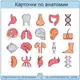 Аватар канала Карточки по анатомии
