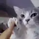 Аватар канала Котовое