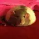Аватар канала rats daily + confession | 🐀📦
