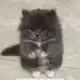 Аватар канала Milashki 🐱🐾