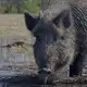 Аватар канала Вепревы Дети🐗🐗🐗