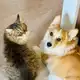 Аватар канала Кот Рик и Корги Морти