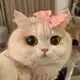 Аватар канала Говорит Китти