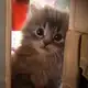 Аватар канала Котовые мемы