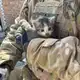 Аватар канала Кот Донецкий
