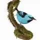 Аватар канала BirdTaxidermy | Таксидермия птиц