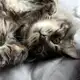 Аватар канала А че Зевс?