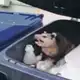 Аватар канала Филиппинская свалка🦝